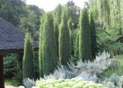 Juniperus communis Hibernica / Oszlopos boróka